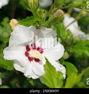 Weiß blühender Hibiskus in einer Nahaufnahme Stockfoto