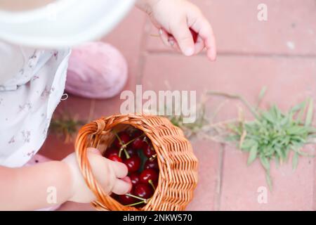 Ein kleines Mädchen nimmt im Sommer Kirschen aus dem Korb. Das Kind erntete Kirschen im Garten des Bauern. Gesunde Ernährung von Kindern unter Stockfoto