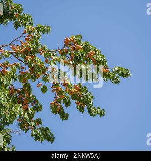 Niedriger Winkel Blick auf den Aprikosenbaum mit leuchtend orangefarbenem, köstlichem frischem Obst im Sommer isoliert am blauen Himmel Stockfoto