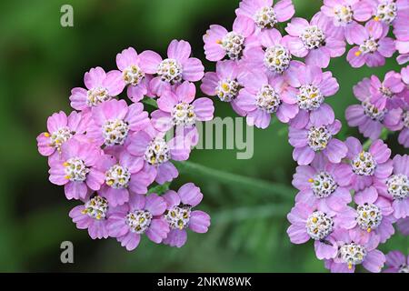 Artischocken, Achillea millefolium, mit violetten Blüten, traditionelle Heilpflanze Stockfoto