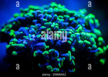 Selektiver Fokus von Euphyllia parancora (LPS-Koralle) mit grüner Fluoreszenzfarbe auf einem Riffaquarium - Makronahaufnahme Stockfoto