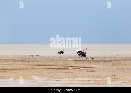 Strauß in der Wüste trinkt am Wasserloch. Etosha Salzpfanne, Nationalpark, Namibia, Afrika Stockfoto