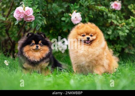 Ein paar süße spitz-Hunde aus pommern sitzen in der Natur inmitten von Blumen und grünem Gras Stockfoto