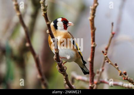 Ein Goldfink (Carduelis carduelis) sitzt auf den Zweigen eines Kirschbaums. UK Stockfoto