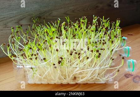 Wasserspinat hydroponisches Mikrogrün, das als Zimmerpflanzen in wiederverwendeten PET-Flaschen wächst Stockfoto