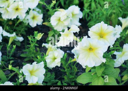 Große Gruppe wunderschöner weißer Petunien, die im Garten blühen Stockfoto