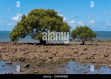 Sehen Sie vorbei an zwei Mangrovenbäumen, die zwischen Austern bedeckten Felsen wachsen, bis zum Wasser von Moreton Bay und Stradbroke Island am Horizont. Stockfoto