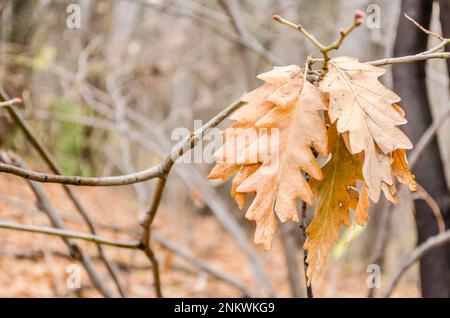 Eine Naht getrockneter Eichenblätter auf einem Ast, umgeben von Wald von Bäumen Stockfoto
