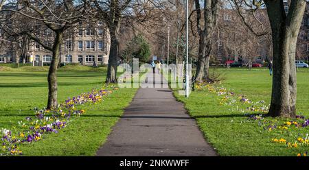 Leith, Edinburgh, Schottland, Großbritannien, 24. Februar 2023. Die Krokusse, die die Fußwege durch den Leith Links Park säumen, erblühen an einem wunderschönen sonnigen Frühlingsmorgen. Kredit: Sally Anderson/Alamy Live News Stockfoto