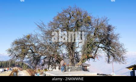 INDIEN, HIMACHAL PRADESH, KULLU, Dezember 2022, Heiliger Baum in der Nähe des Bijli Mahadev Tempels Stockfoto