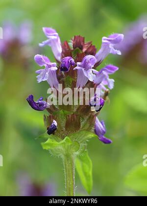 Prunella vulgaris, allgemein bekannt als Selbstheilung, Heilkraut, Herz-der-Erde oder Wundkraut, wild blühende Pflanze aus Finnland Stockfoto