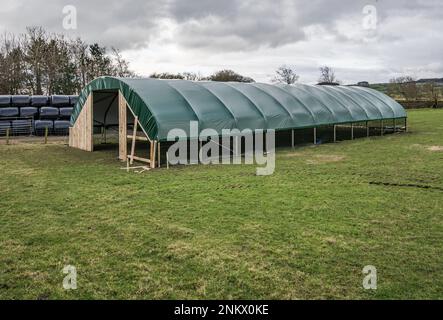 Installation eines einspaltigen Tierpolytunnels in Back Lane, Long Preston, North Yorkshire zum Lammen von Mutterschafen in einer trockeneren und wärmeren Umgebung Stockfoto