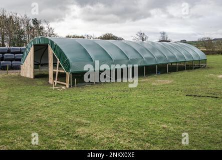 Installation eines einspaltigen Tierpolytunnels in Back Lane, Long Preston, North Yorkshire zum Lammen von Mutterschafen in einer trockeneren und wärmeren Umgebung Stockfoto