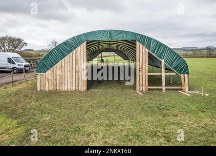 Installation eines einspaltigen Tierpolytunnels in Back Lane, Long Preston, North Yorkshire zum Lammen von Mutterschafen in einer trockeneren und wärmeren Umgebung Stockfoto