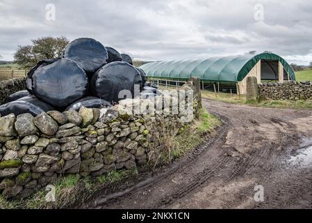 Installation eines einspaltigen Tierpolytunnels in Back Lane, Long Preston, North Yorkshire zum Lammen von Mutterschafen in einer trockeneren und wärmeren Umgebung Stockfoto