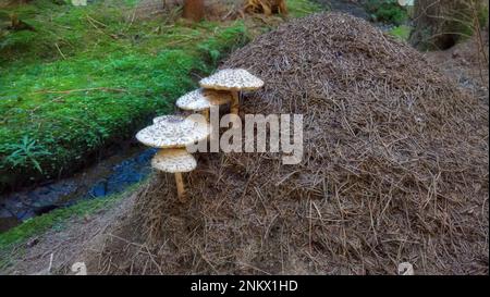 Sonnenschirmpilze wachsen im Ameisenhaufen Stockfoto