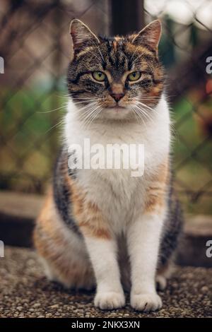 Furchtloser Ausdruck einer Hauskatze, die auf der Zaunmauer um ihr Territorium läuft und die Action mit ihren durchstechenden grünen Augen beobachtet. Das Gefühl von Stockfoto