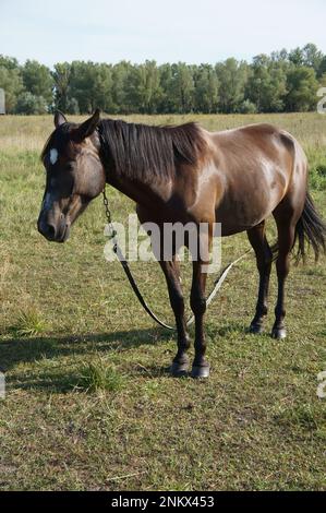 Kastanienpferd mit einem weißen Fleck auf der Stirn, das auf einer Wiese grast. Stockfoto