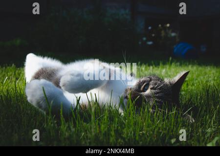 Die Katzenprinzessin liegt auf dem Rücken im weichen grünen Gras und genießt die Sonnenstrahlen, die ihr Fell erwärmen. Eine entspannte Pose für einen erholsamen Schlaf. Haustier ruht sich aus. Stockfoto