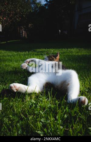 Die Katzenprinzessin liegt auf dem Rücken im weichen grünen Gras und genießt die Sonnenstrahlen, die ihr Fell erwärmen. Eine entspannte Pose für einen erholsamen Schlaf. Haustier ruht sich aus. Stockfoto