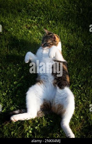 Die Katzenprinzessin liegt auf dem Rücken im weichen grünen Gras und genießt die Sonnenstrahlen, die ihr Fell erwärmen. Eine entspannte Pose für einen erholsamen Schlaf. Haustier ruht sich aus. Stockfoto