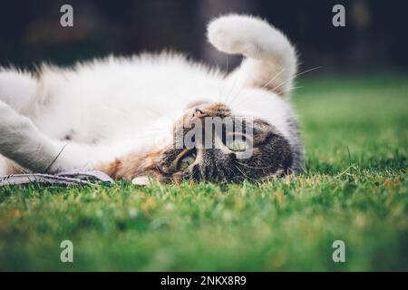 Die Katzenprinzessin entspannt sich im Gras und genießt ein entspannendes Mittagessen und die warme Sonne. Eine heimische Katze mit durchdringenden grünen Augen schielt in den Camer Stockfoto