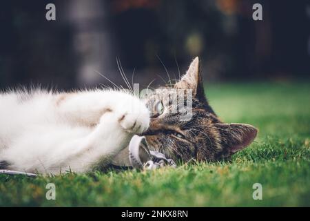 Die Katzenprinzessin entspannt sich im Gras und genießt ein entspannendes Mittagessen und die warme Sonne. Eine heimische Katze mit durchdringenden grünen Augen schielt in den Camer Stockfoto