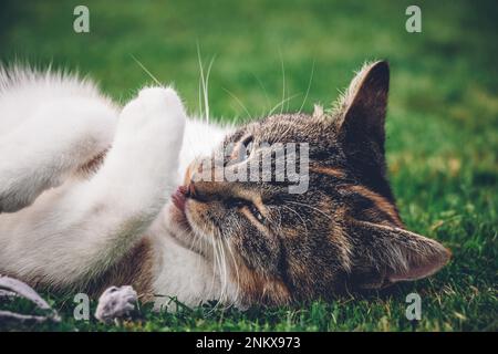 Die Katzenprinzessin entspannt sich im Gras und genießt ein entspannendes Mittagessen und die warme Sonne. Eine heimische Katze mit durchdringenden grünen Augen schielt in den Camer Stockfoto