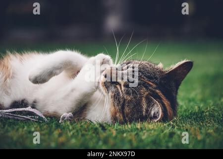 Die Katzenprinzessin entspannt sich im Gras und genießt ein entspannendes Mittagessen und die warme Sonne. Eine heimische Katze mit durchdringenden grünen Augen schielt in den Camer Stockfoto