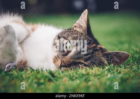 Die Katzenprinzessin entspannt sich im Gras und genießt ein entspannendes Mittagessen und die warme Sonne. Eine heimische Katze mit durchdringenden grünen Augen schielt in den Camer Stockfoto