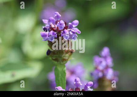 Prunella vulgaris, allgemein bekannt als Selbstheilung, Heilkraut, Herz-der-Erde oder Wundkraut, wild blühende Pflanze aus Finnland Stockfoto