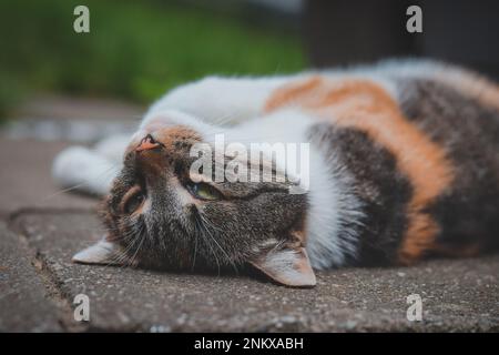 Die Katzenprinzessin entspannt sich im Gras und genießt ein entspannendes Mittagessen und die warme Sonne. Eine heimische Katze mit durchdringenden grünen Augen schielt in den Camer Stockfoto