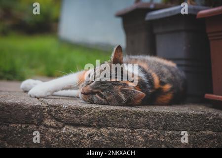 Die Katzenprinzessin entspannt sich im Gras und genießt ein entspannendes Mittagessen und die warme Sonne. Eine heimische Katze mit durchdringenden grünen Augen schielt in den Camer Stockfoto