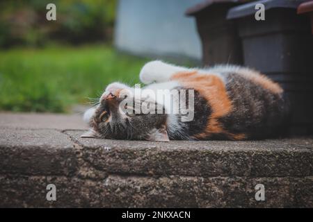 Die Katzenprinzessin entspannt sich im Gras und genießt ein entspannendes Mittagessen und die warme Sonne. Eine heimische Katze mit durchdringenden grünen Augen schielt in den Camer Stockfoto