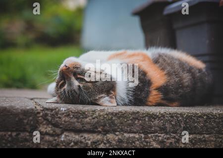 Die Katzenprinzessin entspannt sich im Gras und genießt ein entspannendes Mittagessen und die warme Sonne. Eine heimische Katze mit durchdringenden grünen Augen schielt in den Camer Stockfoto