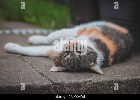 Die Katzenprinzessin entspannt sich im Gras und genießt ein entspannendes Mittagessen und die warme Sonne. Eine heimische Katze mit durchdringenden grünen Augen schielt in den Camer Stockfoto