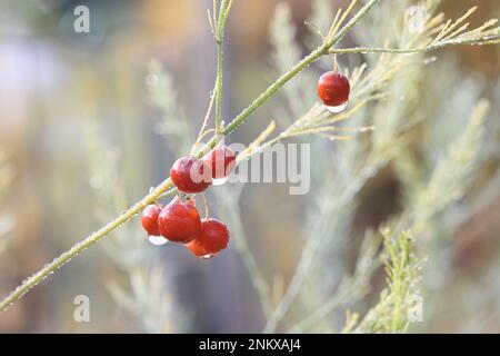Rote Spargelbeeren, auch als Spargel oder Sperlingsgras bezeichnet Stockfoto