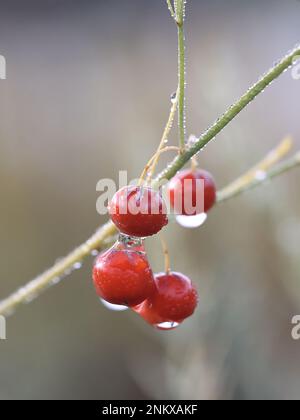Rote Spargelbeeren, auch als Spargel oder Sperlingsgras bezeichnet Stockfoto