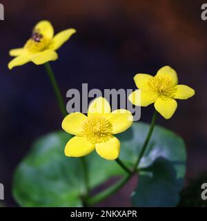 Caltha palustris, auch bekannt als Sumpfmaringewächse, Cowslip oder King Cup, Wildpflanze aus Finnland Stockfoto