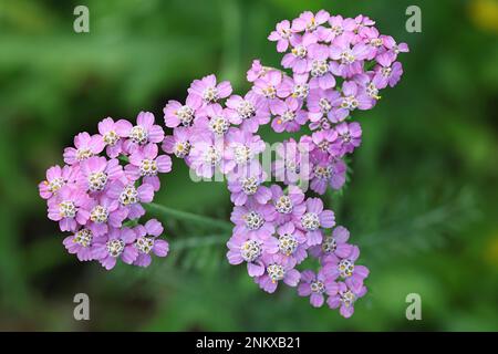Artischocken, Achillea millefolium, mit violetten Blüten, traditionelle Heilpflanze Stockfoto