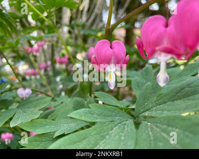 Schönes blutendes Herz - Dicentra spectabilis - ganzjährige Blume mit rosa Blüten und grünen Blättern. Stockfoto