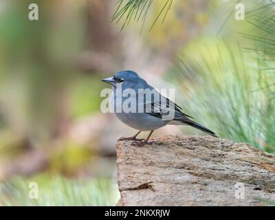 Teneriffa Blue Chaffinch Fringilla teydea Male Mitte Februar Stockfoto