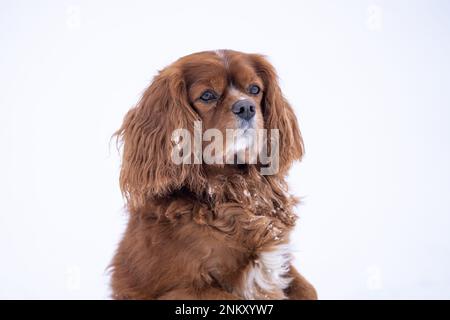 Porträt von Ruby Cavalier König Charles Spaniel, der auf seinen Hinterbeinen steht. Einheitliche Kastanienfarbe. Stockfoto