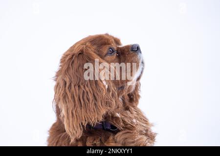 Porträt von Ruby Cavalier König Charles Spaniel, der auf seinen Hinterbeinen steht. Einheitliche Kastanienfarbe. Stockfoto