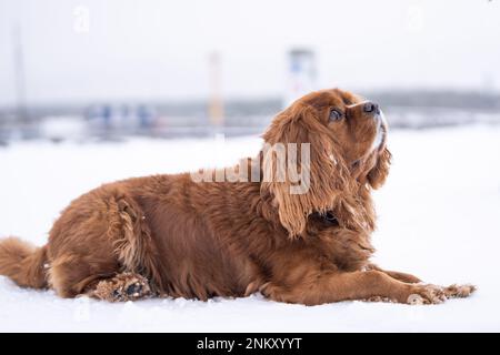 Ruby Cavalier König Charles Spaniel lag im Schnee. Einheitliche Kastanienfarbe. Stockfoto