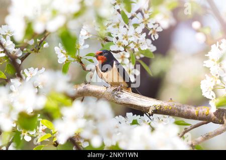 Der Vogel sitzt zwischen blühenden Kirschzweigen Stockfoto