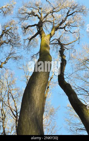 Im Wald wächst Massivholz Stockfoto