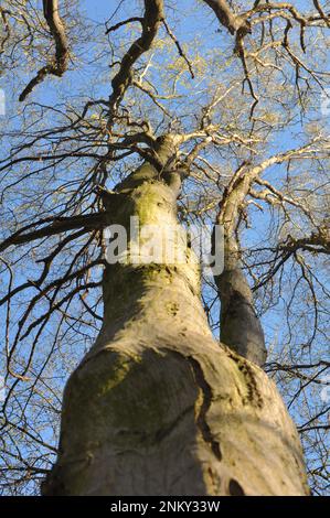 Im Wald wächst Massivholz Stockfoto