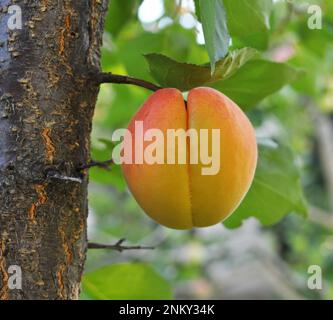 Aprikosen reifen auf einem Ast im Obstgarten Stockfoto