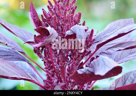 Im Sommer wächst Amaranth im Garten Stockfoto